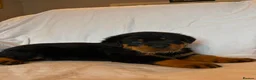 Rottweiler dogs for sale: 4 Beautiful Male Rottweiler Puppies  - Advert 7