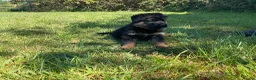 German Shepherd dogs for sale: Quality Litter of GSD (All has now been reserved) - Advert 6