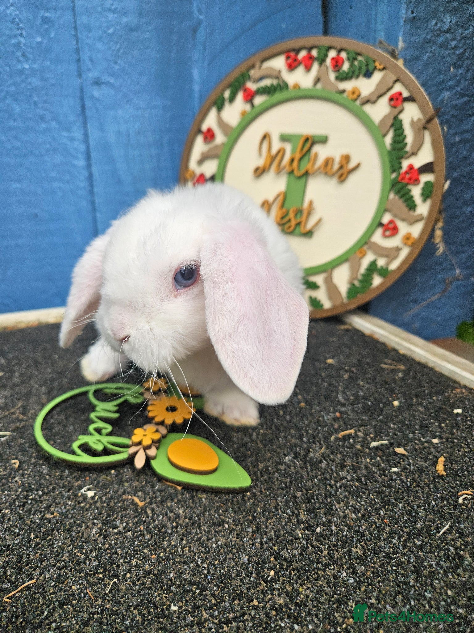 Mini Lop rabbits for sale: Mini Plush Lops - Suffolk - Advert 3