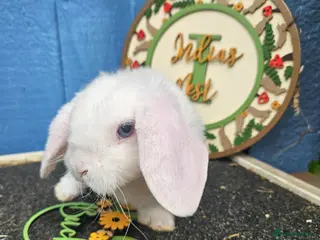 Mini Lop rabbits for sale: Mini Plush Lops - Suffolk - Advert 3