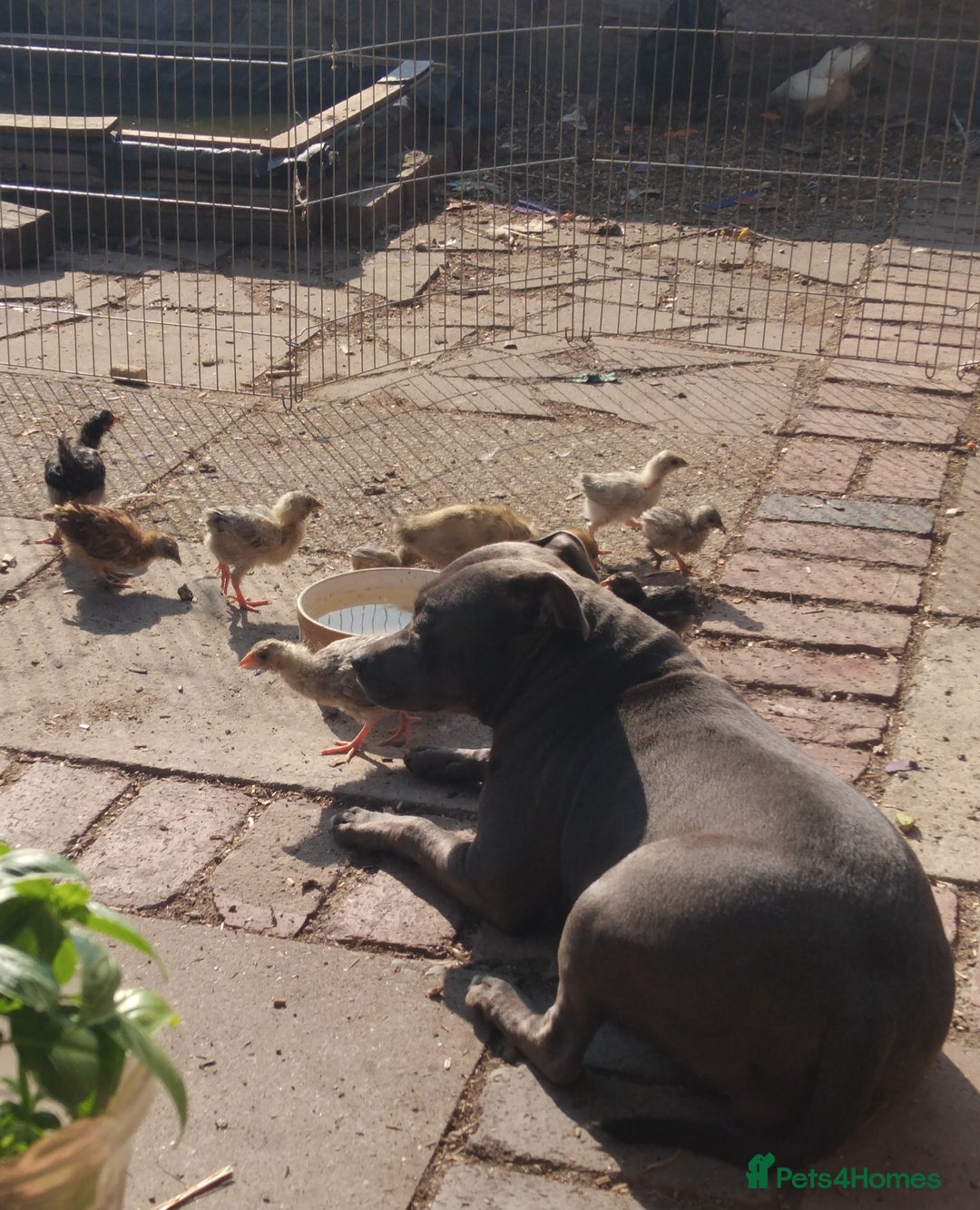 Staffordshire Bull Terrier dogs for sale: Blue Staffordshire Bull Terrier Puppies - Advert 7