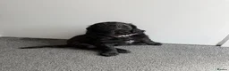 Chiweenie dogs for sale: Cockador puppy - Advert 5