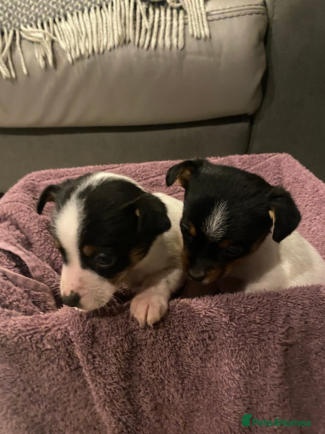 Jack Russell dogs for sale: My beautiful Jack Russell puppies available - Advert 13