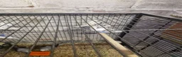 Budgerigars birds for sale: Young Budgies - Advert 2