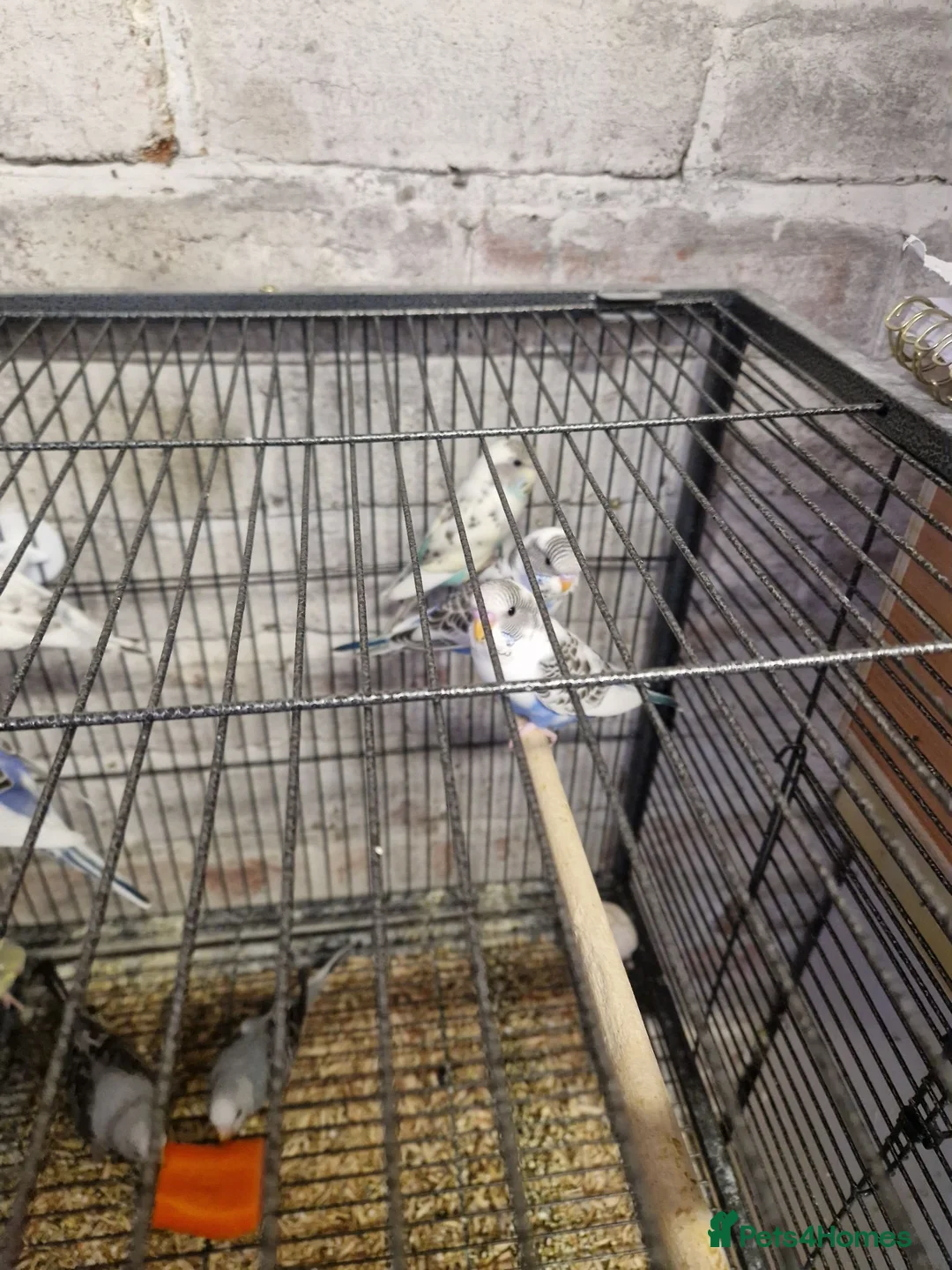 Budgerigars birds for sale: Young Budgies - Advert 2