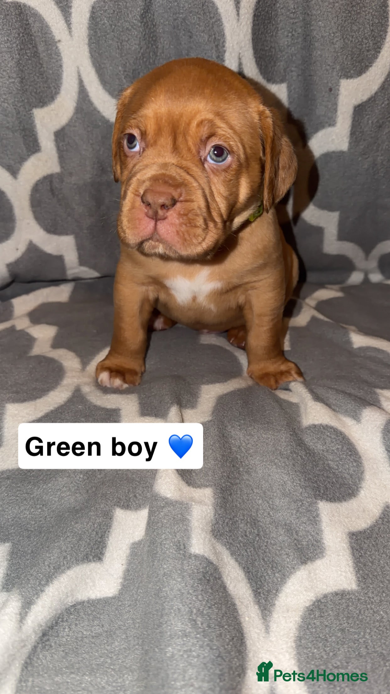 Dogue De Bordeaux dogs KC Dogue De Bordeaux  - Advert 1