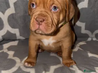 Dogue De Bordeaux dogs KC Dogue De Bordeaux - Advert 1