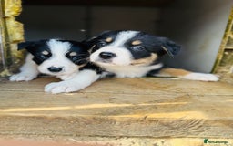 Border Collie dogs for sale: Gorgeous Tri colour border collie puppies  - Image 11