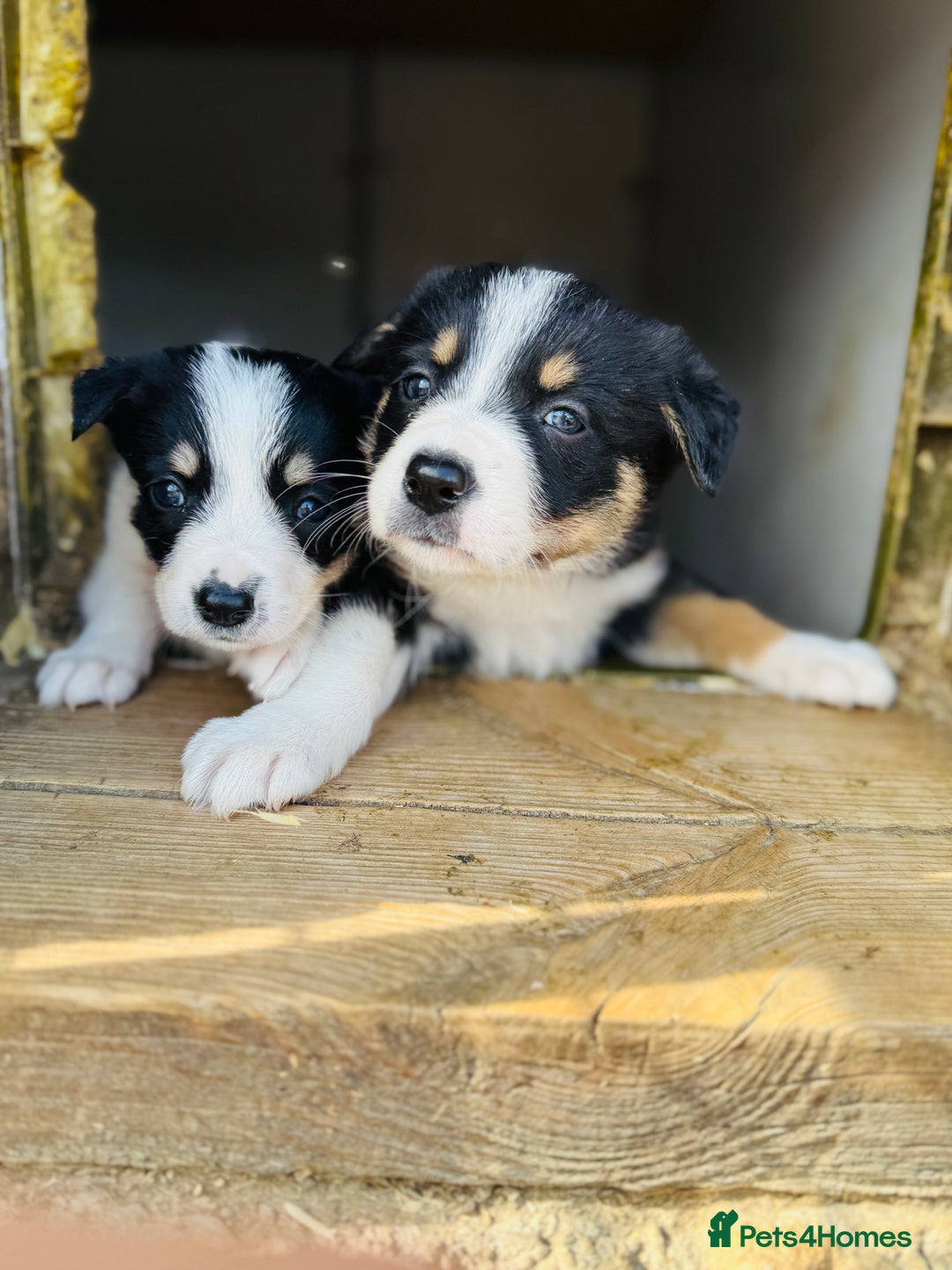 Border Collie dogs for sale: Gorgeous Tri colour border collie puppies  - Image 11