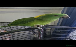 Budgerigars birds for sale: Tame yellow nape amazon for sale! - Image 1