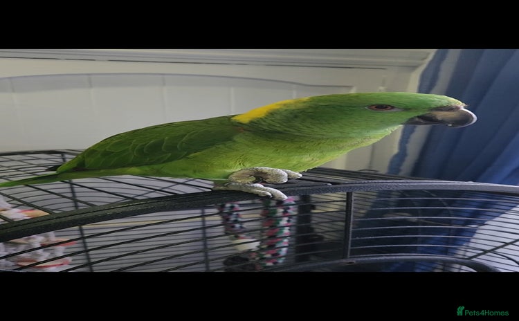 Budgerigars birds - Advert 1