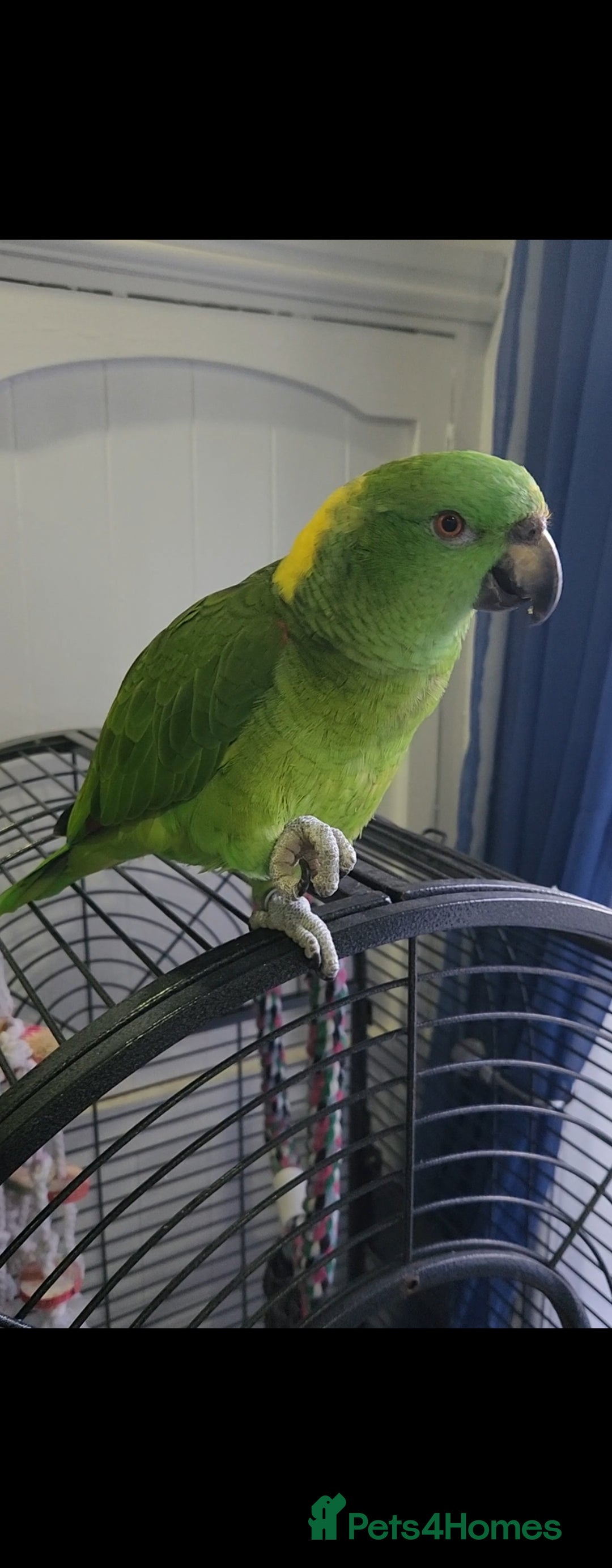Budgerigars birds for sale: Tame yellow nape amazon for sale! - Image 1