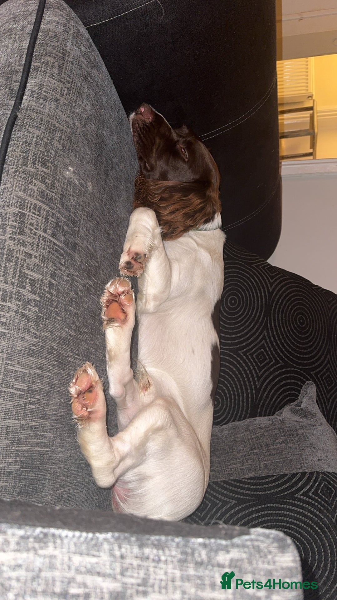 Sprocker dogs for sale: Male sprocker spaniel  - Image 2