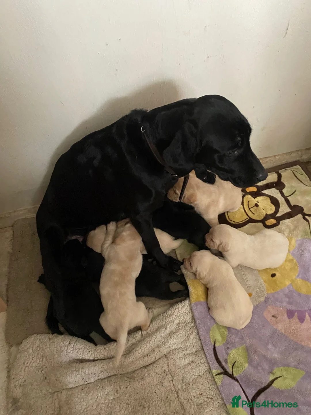 Labrador Retriever dogs for sale: Lovely Labrador puppies  in Bourne - Advert 21