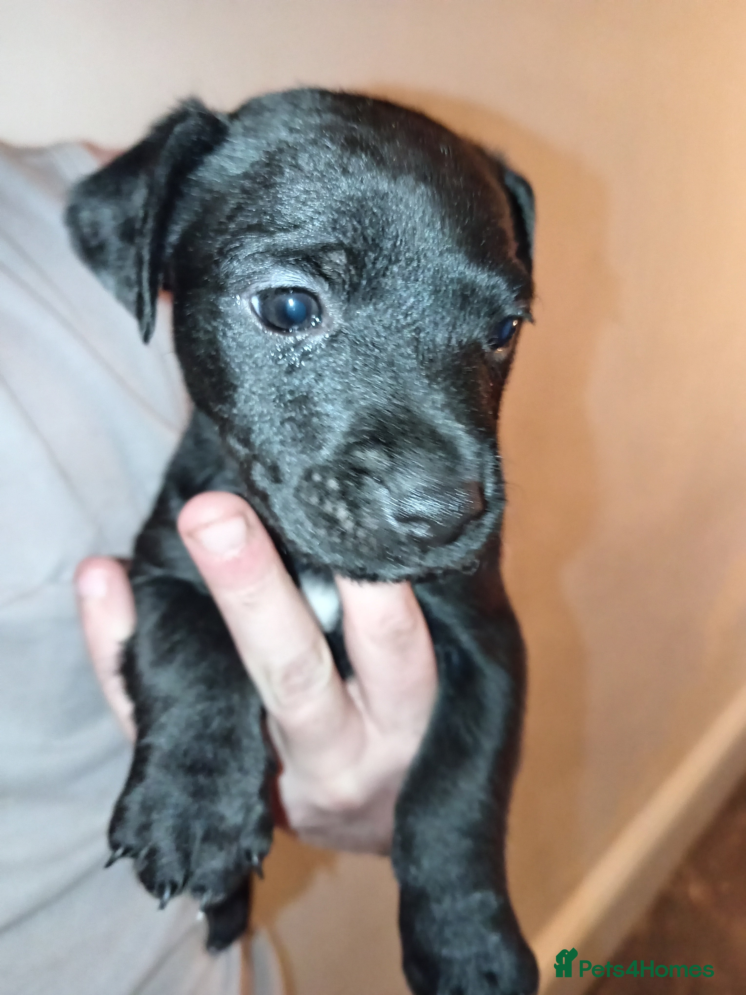 Patterjack dogs Patter Jack puppies - Advert 1