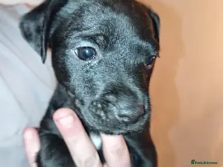 Patterjack dogs Patter Jack puppies - Advert 3