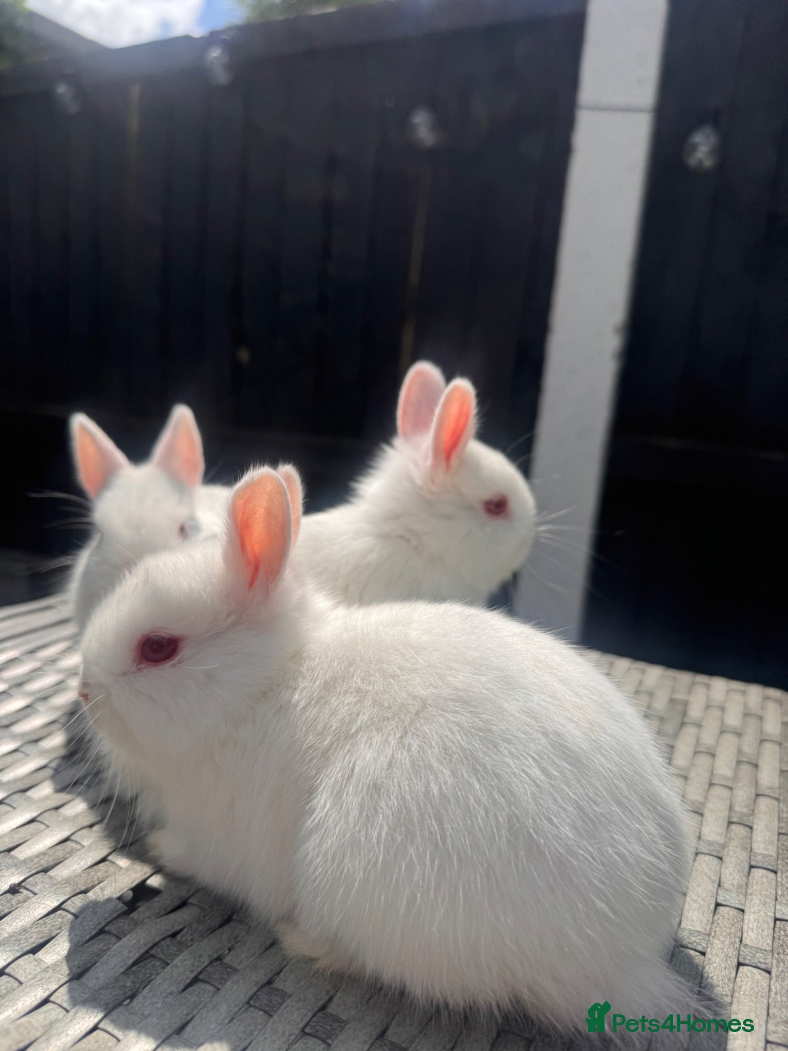Netherland Dwarf rabbits Pure bred Netherland Dwarf Bunnies - Advert 2