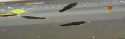 Platies fish for sale: Platy fry in Hemel Hempstead - Advert 2
