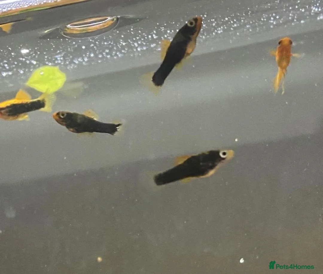 Platies fish for sale: Platy fry in Hemel Hempstead - Advert 2