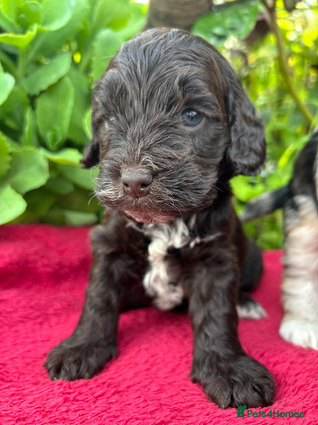 Cockapoo dogs for sale: F1 cockapoo puppies.  - Advert 2