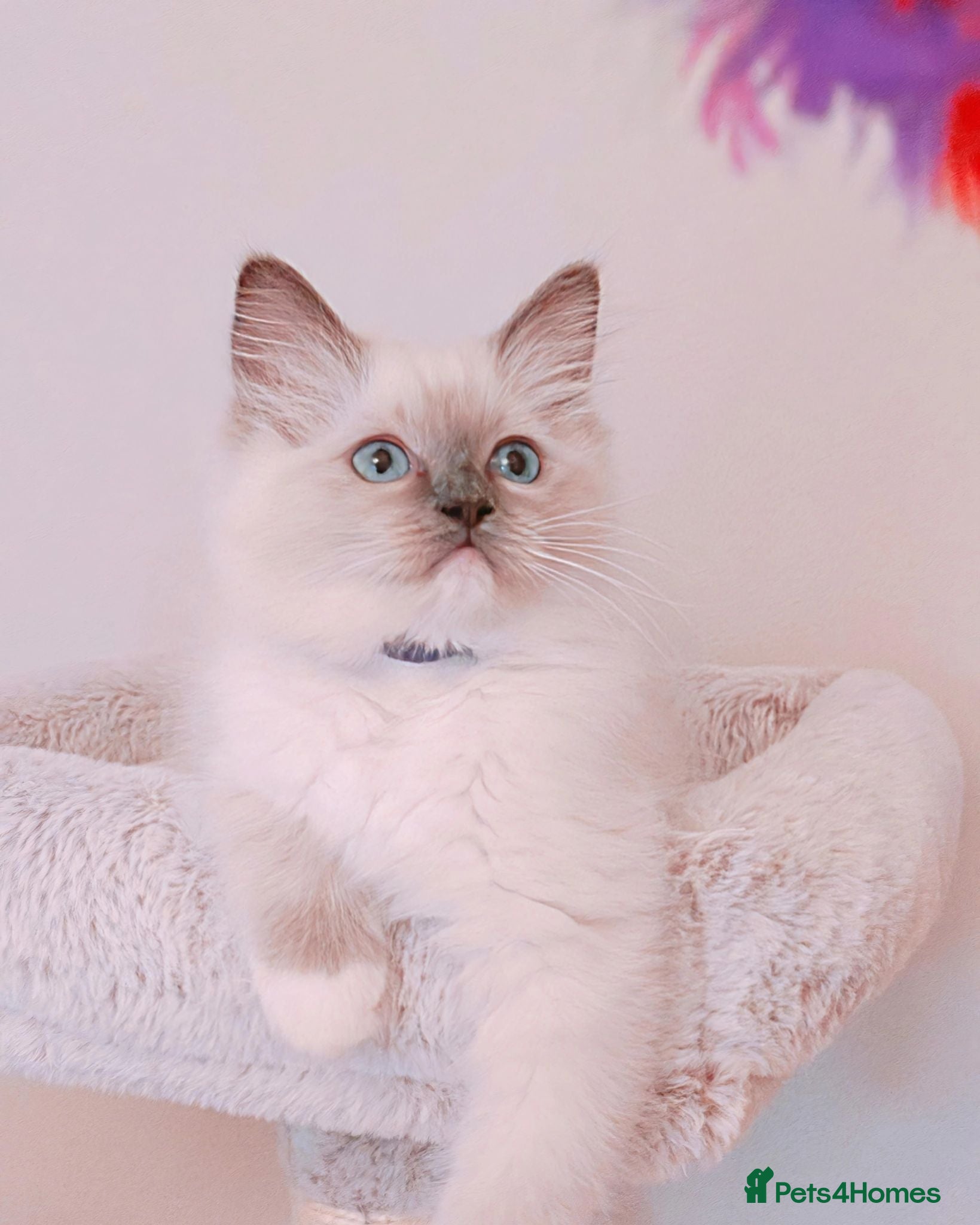 Ragdoll cats Raised with Love, looking for forever homes 🏠❤️ - Advert 5