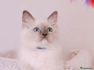 Ragdoll cats Raised with Love, looking for forever homes 🏠❤️ - Advert 5