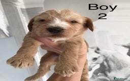 Labradoodle dogs for sale: Miniature Australian Labradoodles - Image 7