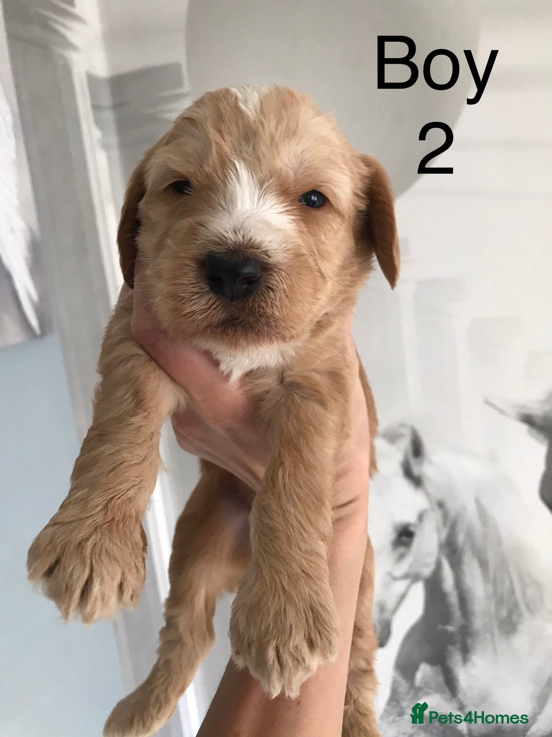 Labradoodle dogs for sale: Miniature Australian Labradoodles - Image 7