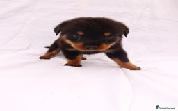 Rottweiler dogs for sale: Rottweiler puppy  - Image 15