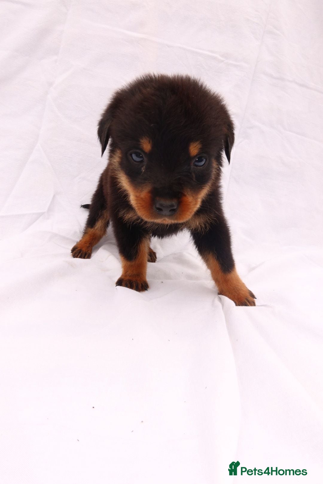 Rottweiler dogs for sale: Rottweiler puppy  - Image 15