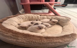 Ragdoll cats for sale: Christmas Ragdoll kitten dolls available  - Image 14