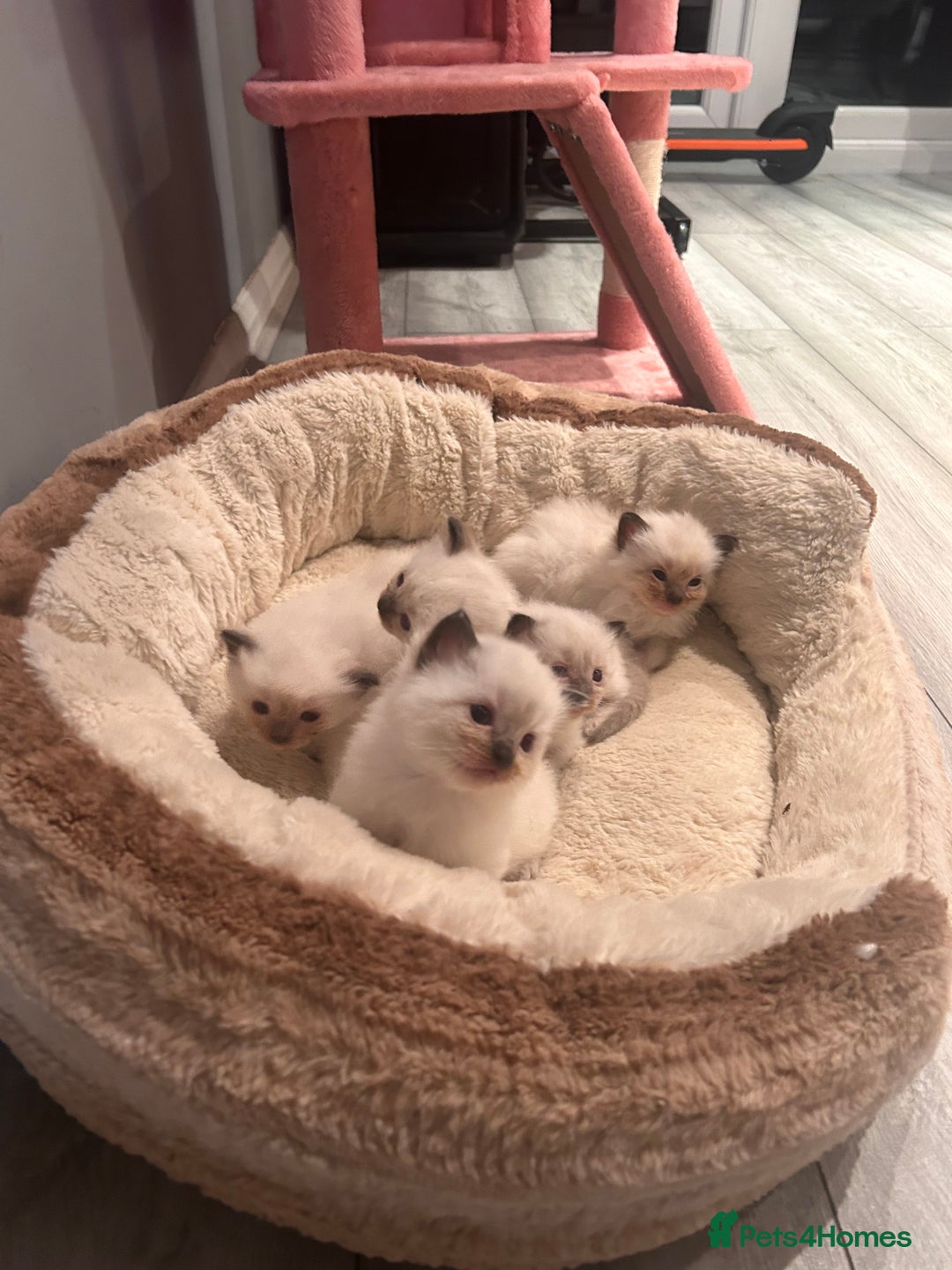 Ragdoll cats for sale: Christmas Ragdoll kitten dolls available  - Image 14