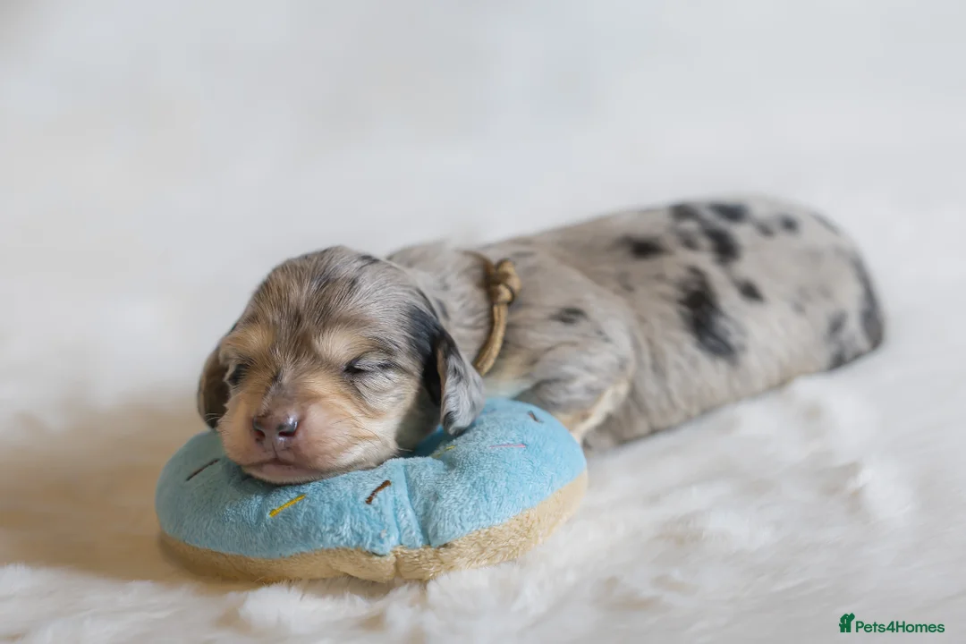 Miniature Dachshund dogs for sale: Exceptional PRA clear Champion miniature L/H dachs - Advert 7