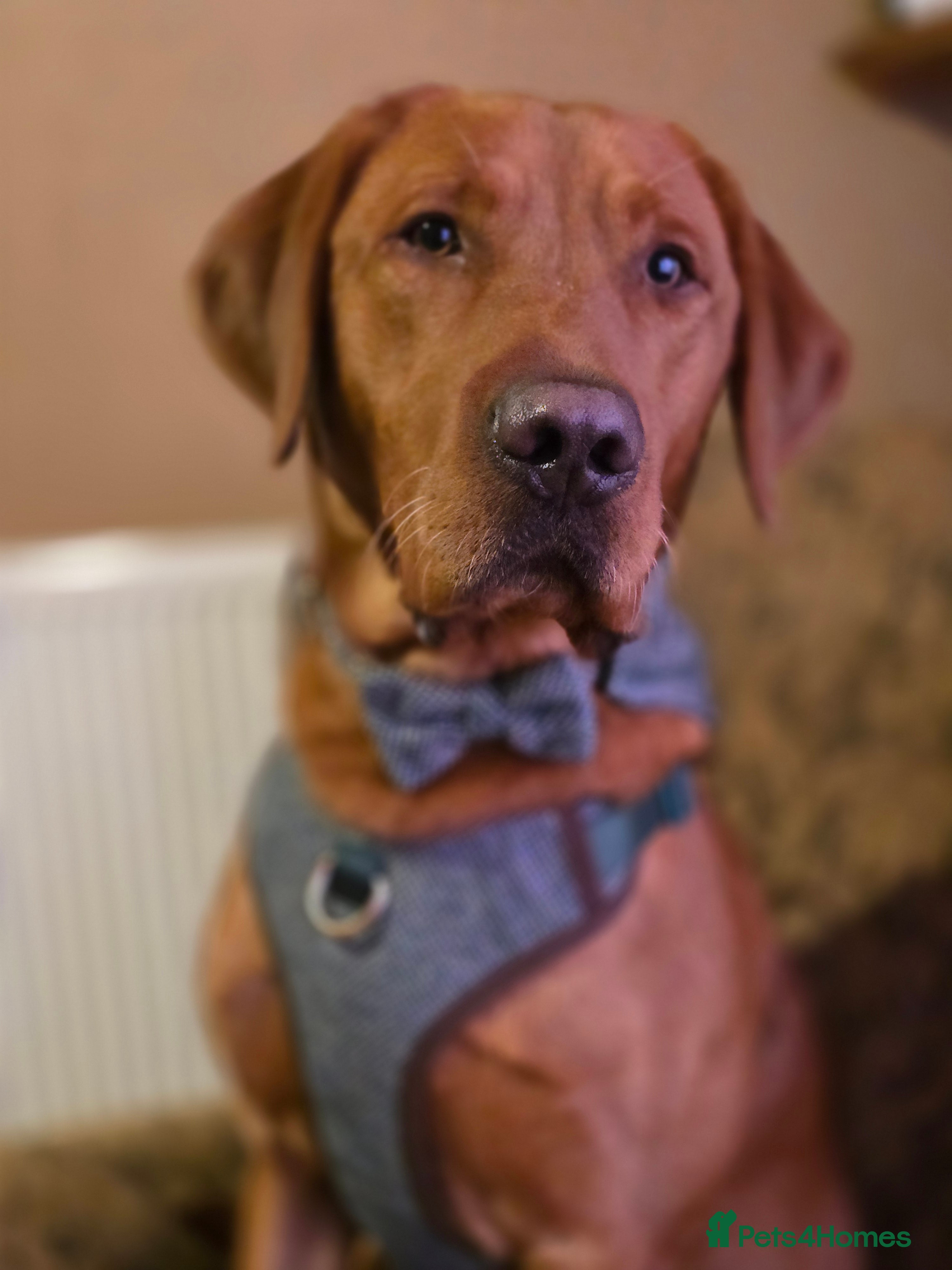 Labrador Retriever dogs Fox Red Labrador Retriever for Stud - Advert 23