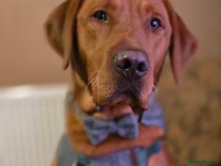 Labrador Retriever dogs Fox Red Labrador Retriever for Stud - Advert 14