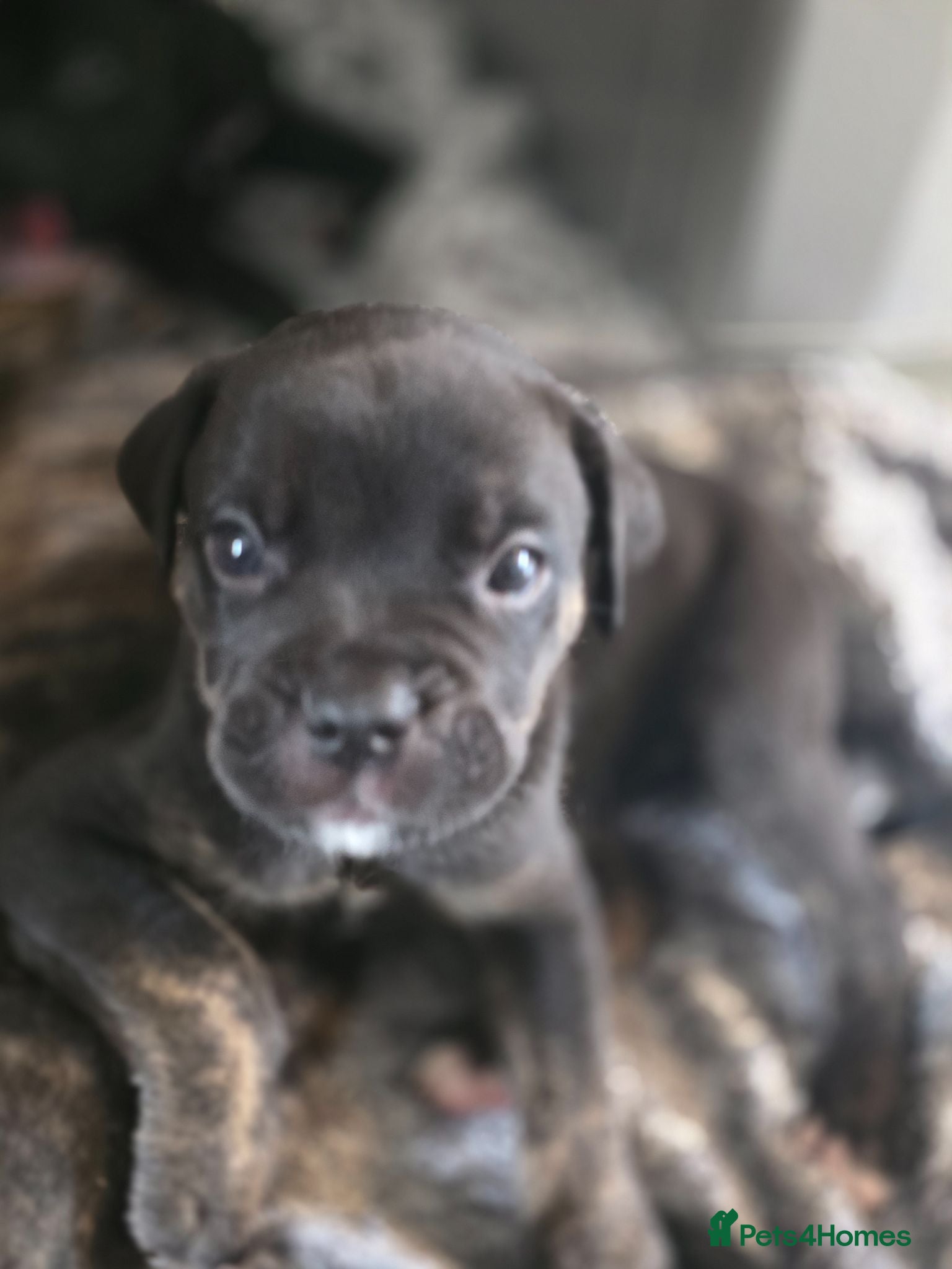 Mixed Breed dogs Cane corso cross American bulldog  - Advert 2