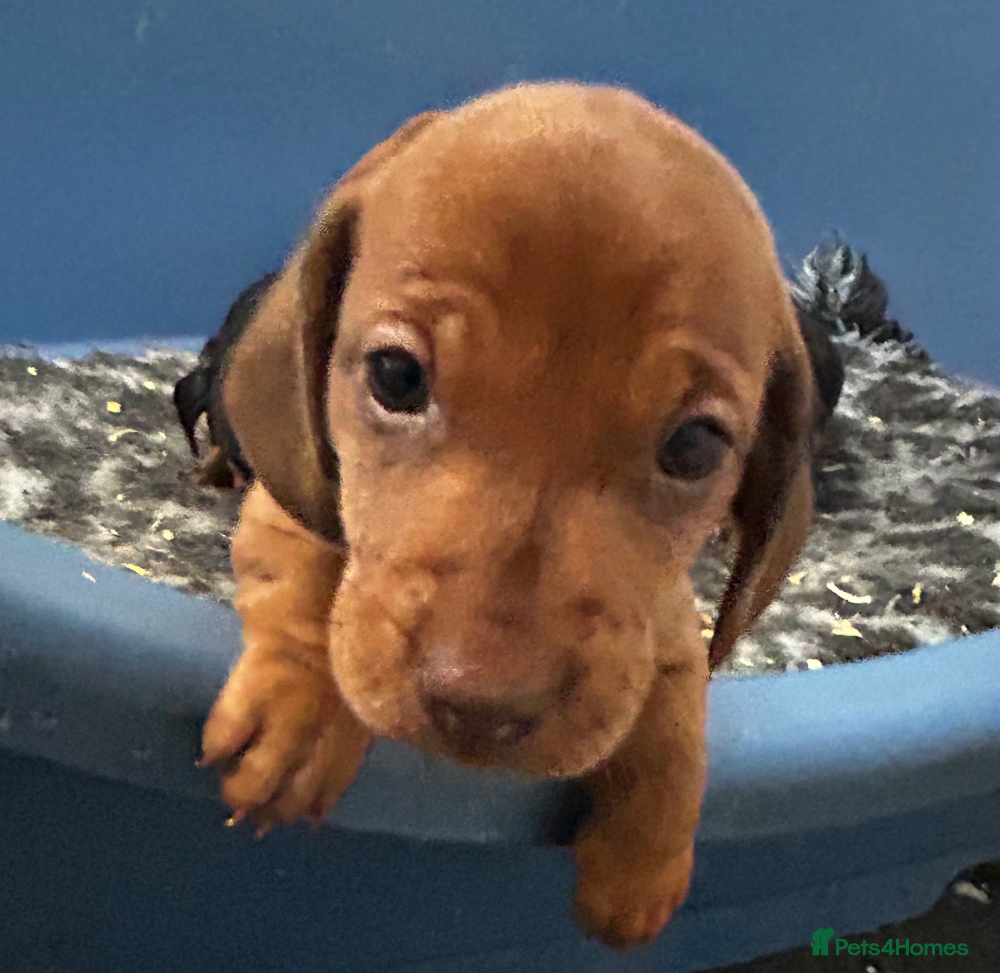 Dachshund dogs QUALITY KC STANDARD SMOOTH DAHSHUNDS  - Advert 2