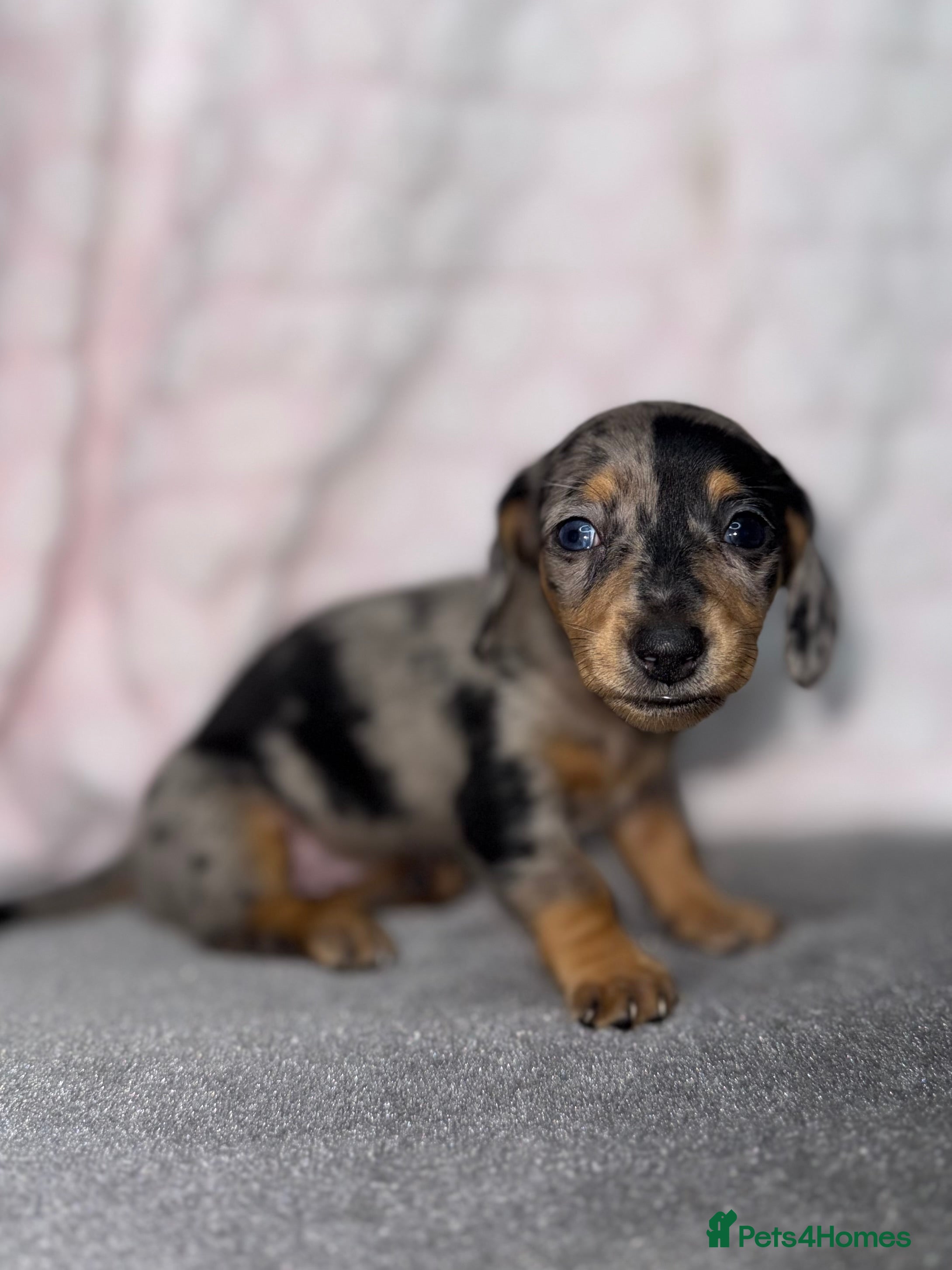 Miniature Dachshund dogs Miniature dachshunds  - Advert 16