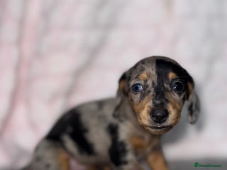 Miniature Dachshund dogs Miniature dachshunds - Advert 13