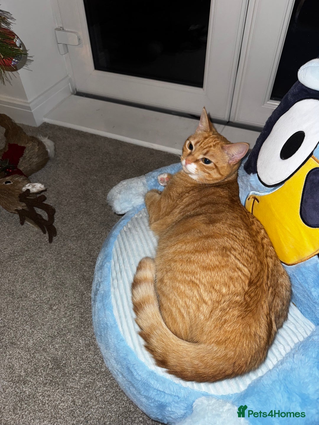 British Shorthair cats for sale: 2 year old Brother & Sister - Advert 5