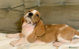 Basset Hound dogs for sale: Basset Hound Puppies - Image 22