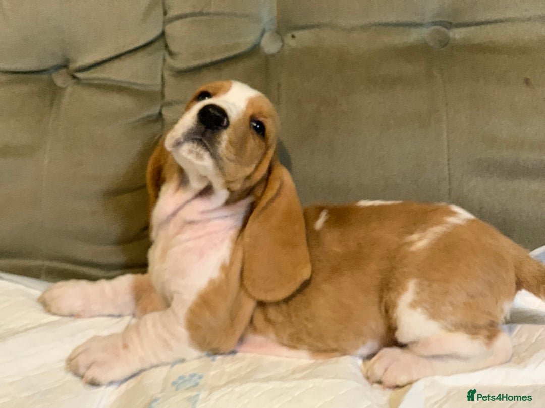 Basset Hound dogs for sale: Basset Hound Puppies - Image 22