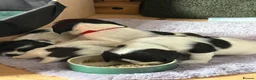 English Springer Spaniel dogs for sale: English springer spaniel pups, docked and KC reg - Advert 2