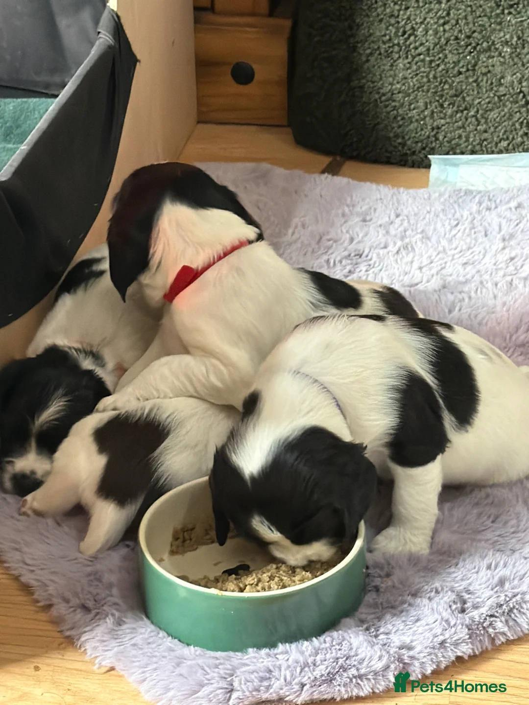 English Springer Spaniel dogs for sale: English springer spaniel pups, docked and KC reg - Advert 2