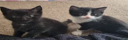 Domestic Shorthair cats for sale: Gorgeous tuxedo and mixed litter - Advert 28