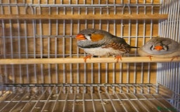 Finches birds for sale: Greenfinch, Bengalese Finches & Zebra Finches - Image 5
