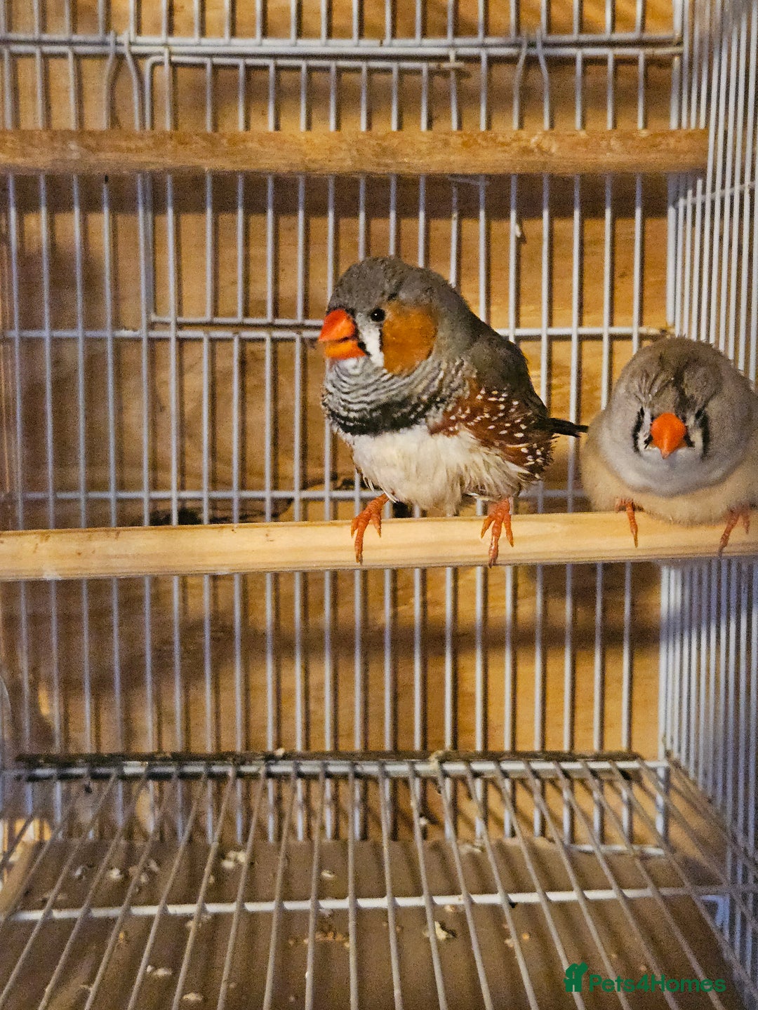 Finches birds for sale: Greenfinch, Bengalese Finches & Zebra Finches - Image 5