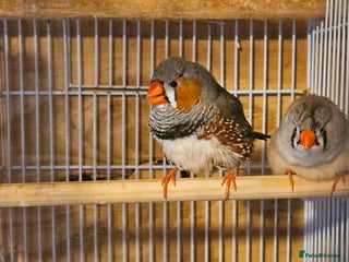Finches birds - Advert 5