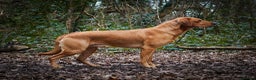 Labrador Retriever dogs for stud: BEAUTIFUL FOX RED LABRADOR AT STUD - Advert 4