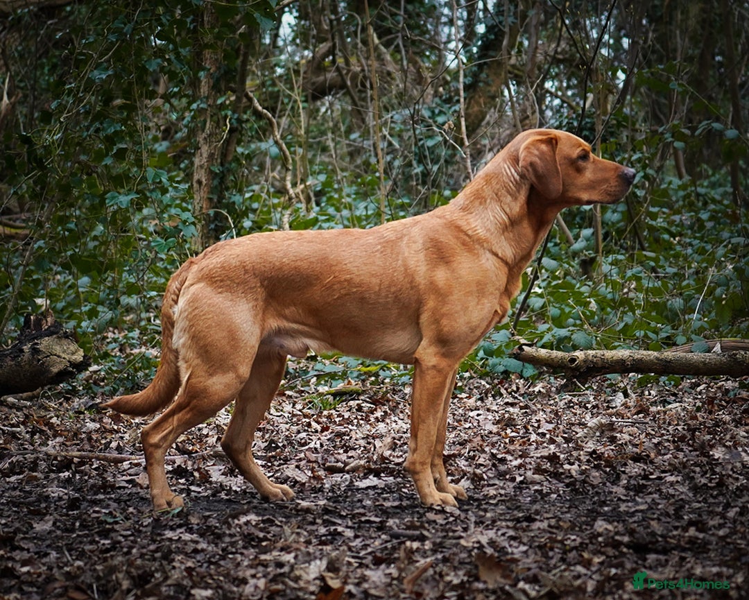 Labrador Retriever dogs for stud: BEAUTIFUL FOX RED LABRADOR AT STUD - Advert 4